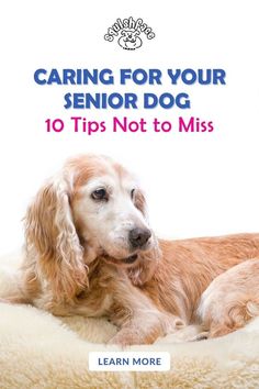 a dog laying on top of a bed with the title caring for your senior dog 10 tips not to miss