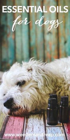 a white dog laying on top of a wooden table next to three bottles of essential oils