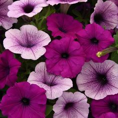 purple and white petunias with green leaves