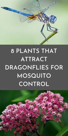 three images with the words 8 plants that attract dragonflies for mosquito control