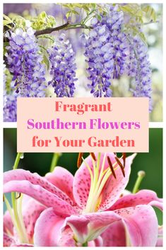 purple flowers with the words fragrant southern flowers for your garden on top and bottom