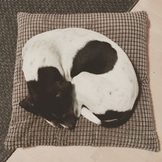 a black and white dog curled up on a pillow