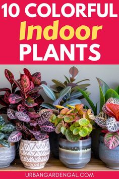 colorful indoor plants with text overlay reading 10 colorful indoor plants