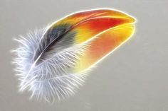 an image of a feather that is painted multicolored with white and yellow colors