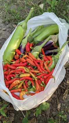 a bag filled with lots of different types of veggies on top of the ground