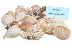 a pile of sea shells with a name tag