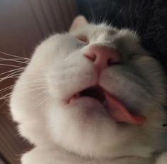 a close up of a cat with its mouth open