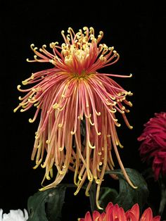 an orange and pink flower is in the middle of some white and red flowers with yellow stamens