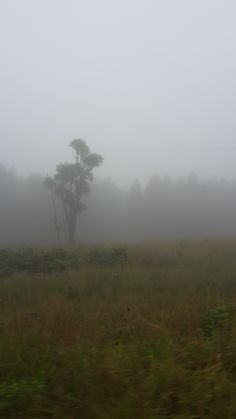 a foggy field with a lone tree in the distance