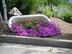 purple flowers are growing in the flower bed next to a bathtub on the sidewalk