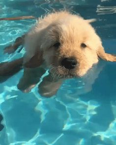 a dog is swimming in the pool with his head above water