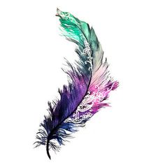 a colorful feather on a white background