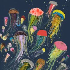 a group of jellyfish floating in the ocean