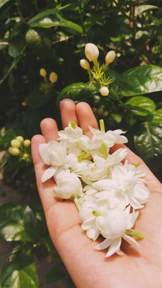 a hand holding white flowers in front of green leaves