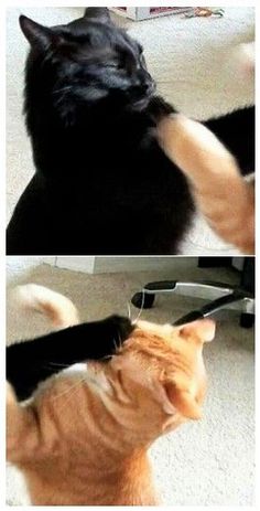 two pictures of cats playing with each other