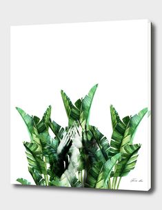 a painting of some green plants on a white background