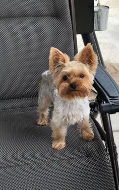 a small brown and white dog standing on top of a chair