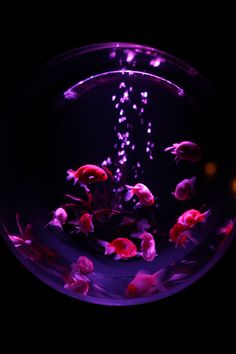 an aquarium filled with red and white fish in it's tank, lit up at night