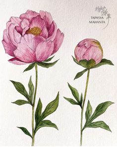 two pink flowers with green leaves on a white background, and the words tampasa mahana written below