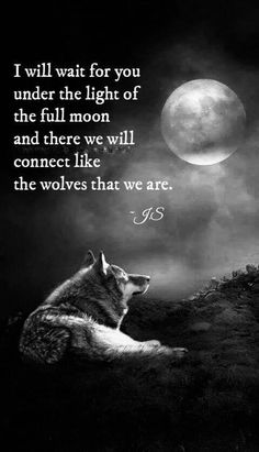 a wolf sitting on top of a hill under a full moon with the words, i will wait for you under the light of the full moon and there will connect like the