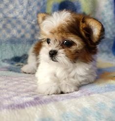 a small brown and white dog laying on top of a blanket