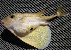 a close up of a fish on a metal surface