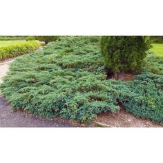 some bushes and trees in the middle of a road