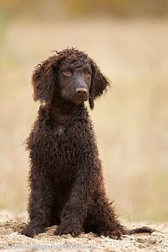 a brown dog sitting on top of a dirt field