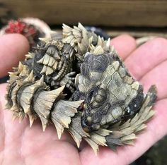 two baby birds sitting in the palm of someone's hand