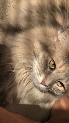 a fluffy cat laying on top of someone's arm