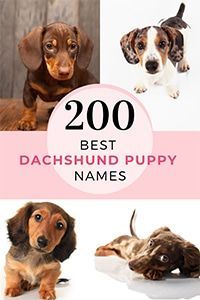 the top 20 best dachshund puppy names for your dog's personality