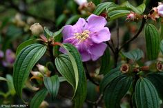 a purple flower with green leaves in the foreground