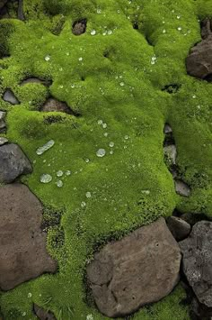 green moss growing on rocks and stones in the ground with water droplets all over it