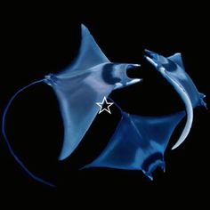 two shiny blue objects with white stars in the middle on a black background, one is shaped like a star