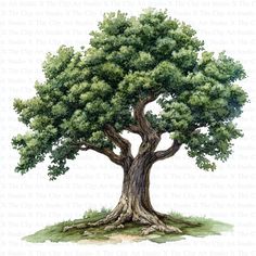 an illustration of a large tree with green leaves