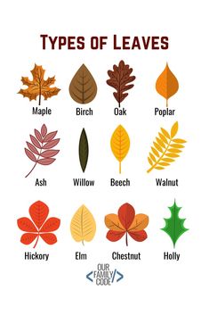 different types of leaves are shown in this graphic style, including the names and colors