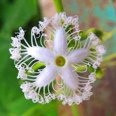 a close up of a flower on a plant