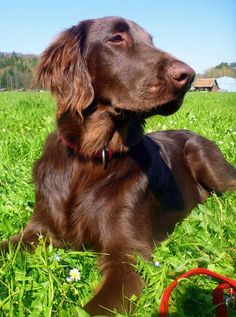 a brown dog laying in the grass next to a red frisbee on a sunny day