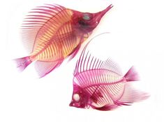 two fish that are sitting next to each other on a white surface and one is pink