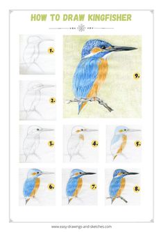 Learn how to draw Kingfisher bird in few simple steps Simple Bird Drawing, Kingfisher Art, Disney Character Drawing, Kingfisher Bird, Bird Sketch, Bird Crafts, Watercolor Paintings Easy, Butterfly Drawing, Watercolor Art Lessons