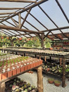 many plants are growing in the greenhouse