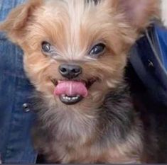 a small dog with its tongue hanging out sitting in someone's jeans pants and looking at the camera