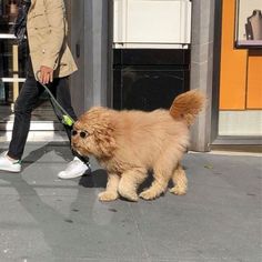 a person walking a dog on a leash