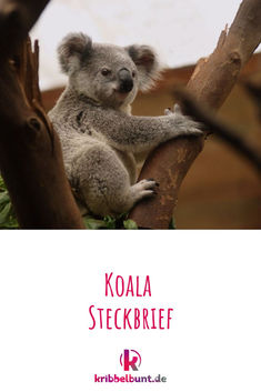 a koala sitting in a tree with the caption koala stockbrief