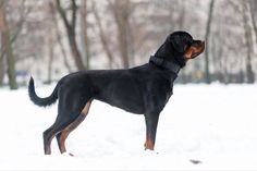 a black and brown dog standing in the snow with trees in the backgroud