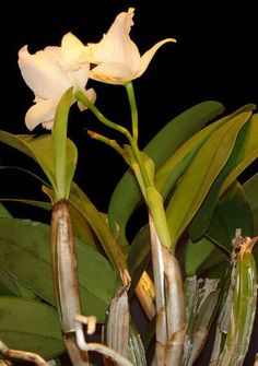 a white flower is blooming on a plant