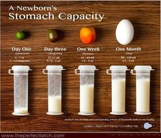 a poster showing the stages of stomach capacity for different types of eggs