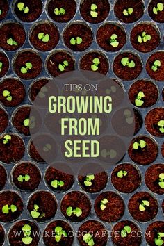 rows of seedlings with the words tips on growing from seed