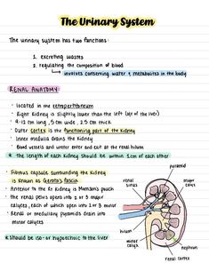 the urinary system diagram