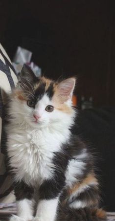 a small kitten sitting on top of a bed next to a white and black pillow